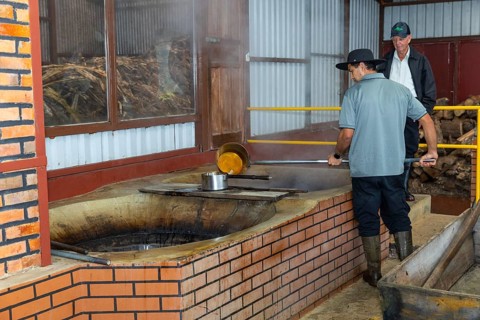 Heated sugar cane pulp is poured into a pot (Saccharum officinarum), sweet grasses (Poaceae), Costa