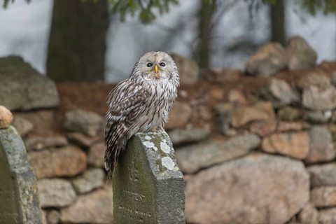 One Ural owl (Strix uralensis) sitting on a old jewish gravestone with a natural stone masonry and