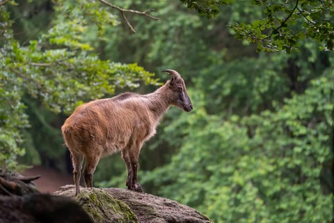 A female Himalayan tahr (Hemitragus jemlahicus) stands on a rock. A dense forest is in the