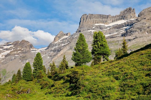 Old Swiss stone pine in front of Grosswendenstock and Pfaffenhuet in Gental on Engstlenalp, Canton
