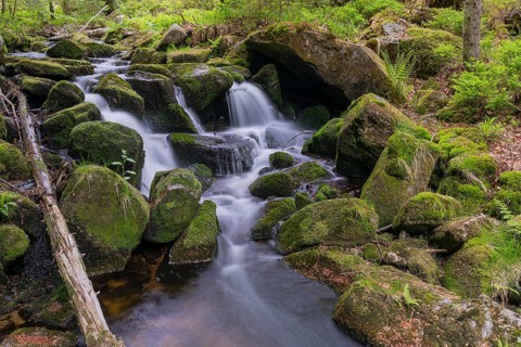 Kleine Ohe creek below Waldhaeuser village in the Bavarian Forest Nationalpark. Flowing water,