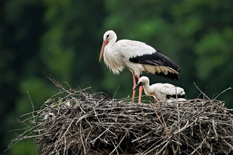 White stork (Ciconia ciconia), adult with chicks standing on eyrie, Canton Aargau, Switzerland,
