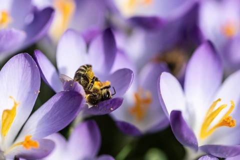 Elfin crocus (Crocus tommasinianus) with honey bee (Apis mellifera), Emsland, Lower Saxony,