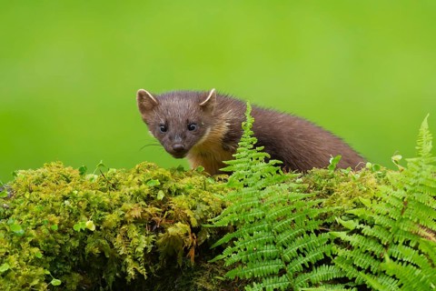 Pine marten (Martes martes) adult animal on a moss covered tree stump, Scotland, United Kingdom,