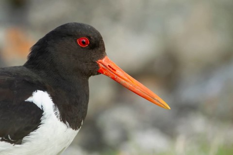 Eurasian Oystercatcher (Haematopus ostralegus) adult wading bird head portrait, England, United