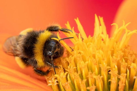 Buff tailed bumblebee (Bombus terrestris) adult bee feeding on a Mexican sunflower (Tithonia spp)