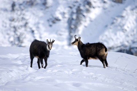 Two Alpine chamois (Rupicapra rupicapra) males, bucks on snow covered mountain slope during the rut