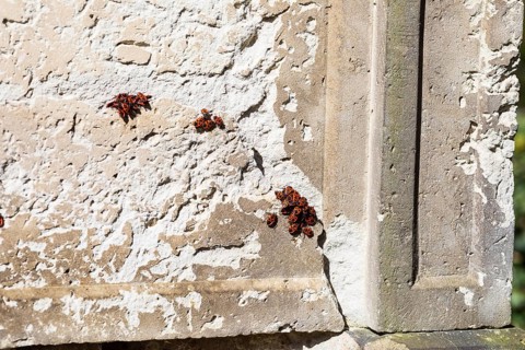 Fire bugs (Pyrrhocoridae) on sandstone of an old gravestone, Trinitatisfriedhof Riesa, Saxony,
