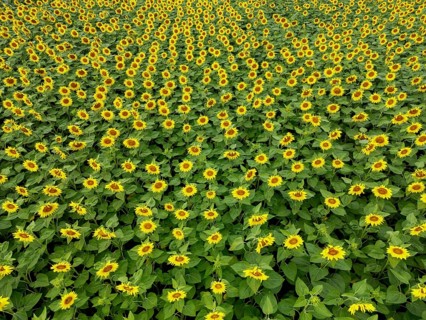 Sunflower field near Holzhausen, town of Rheinau, aerial view, Ortenau district, Baden-Württemberg,