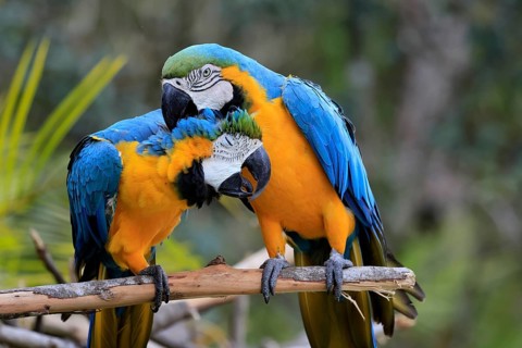 Yellow-breasted Macaw (Ara ararauna), adult, perch, pair, social behaviour, plumage care, South