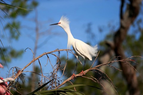 Great Egret (Egretta thula), adult, in breeding plumage, during breeding season, on tree, on guard,