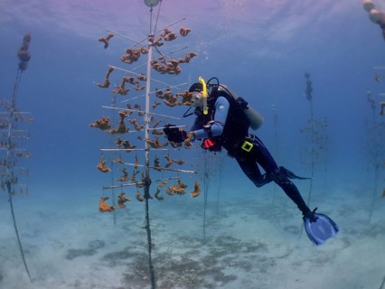 Coral farming. Diver cleans the frame on which young specimens of elkhorn coral (Acropora palmata)