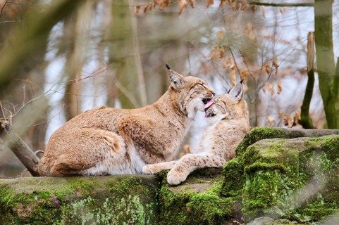 Eurasian lynx (Lynx lynx) mother with her youngster lying on a rock, Bavaria, Germany, Europe