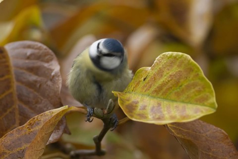 Blue tit (Cyanistes Caeruleus) adult bird shaking in a garden Magnolia tree with autumn leaves,