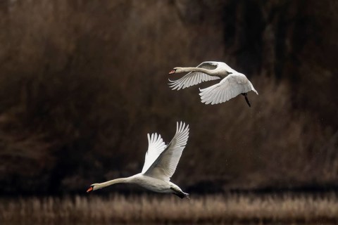 Encounter of two swans in flight in front of a dense forest and cloudy sky, Mute Swan, (cygnus