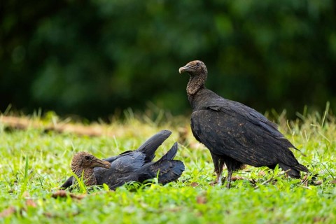 Raven vulture (Coragyps atratus), vulture birds (Aegypiinae), Laguna del Lagarto Lodge, Alajuela,