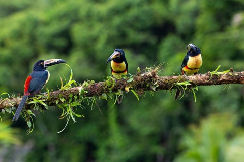 Collared Aracari (Pteroglossus torquatus), Toucans (Ramphastidae), Laguna del Lagarto Lodge,