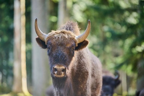 European bison (Bison bonasus) portrait in a forest in spring, Bavarian Forest, Germany, Europe