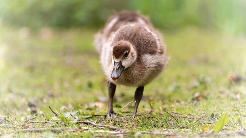Nile goose chicks (Alopochen aegyptiaca) running through grass and branches, looking for food,