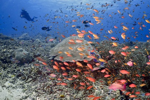 Lots of colourful fish, jewel flag perch (Pseudanthias squamipinnis), swimming over a coral reef in