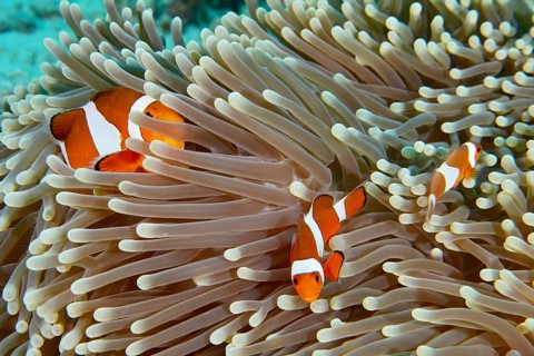 Ocellaris Clownfish (Amphiprion ocellaris), Nemo, swimming in a sea anemone in a coral reef,