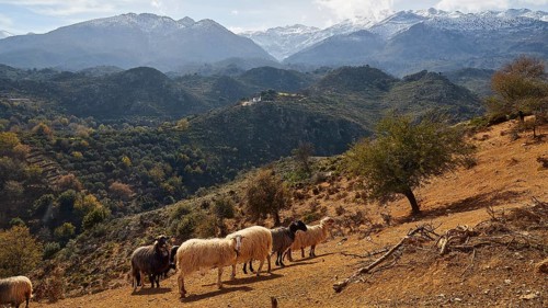 A flock of sheep on a hill with majestic mountains and cloudy sky in the background, sheep (e) or