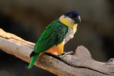 Green-winged Parrot (Pionites melanocephalus), adult, Waiting, alert, curious, Northern South