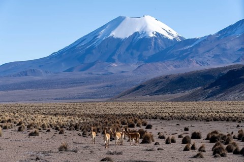 Vicuñas (Vicugna vicugna) in the foreground in front of the snow-covered volcano Parinacota, Sajama