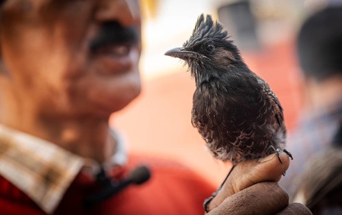 Hajo, India. 15 January 2024. Bird owners hold red-vented bulbuls before fighting during a