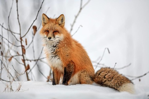 Red fox (Vulpes vulpes), fox, sitting in the snow, winter, Klondike Highway, Yukon, Canada, North