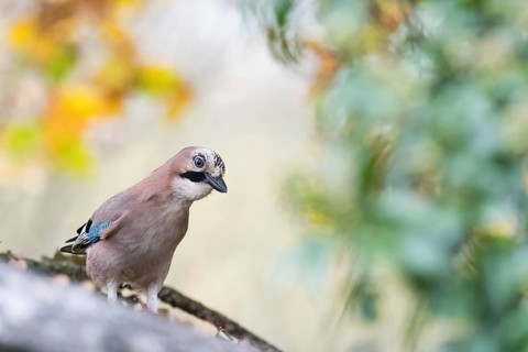 A jay (Garrulus glandarius) sitting on a branch surrounded by blurred green and yellow foliage,