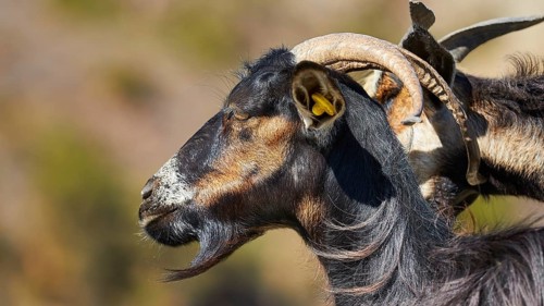 Black goat in profile with conspicuous horns in nature, goat (s), free-range, central north of the