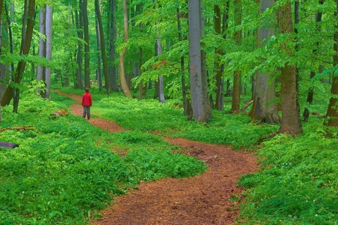 Quiet winding forest path, with a child, surrounded by trees and green forest floor, Hainich