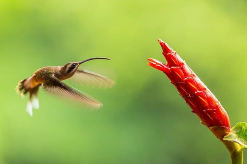 Long-billed Shadow Hummingbird (Phaethornis longirostris), Hummingbird (Trochilidae), Swiftbirds