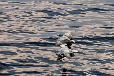Northern fulmars (Fulmaris glacialis) in flight over the sea surface, Barents Sea, Northeast