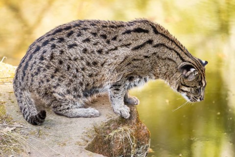 Fishing cat (Prionailurus viverrinus) at the shore of a lake on a sunny day, captive, Germany,