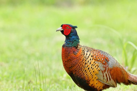 Pheasant, hunting pheasant (Phasianus colchicus), adult male bird in a meadow, animal portrait,