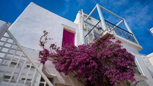 White façade with pink door and lush flowers on the staircase, Chora, Astypalea, Dodecanese, Greek