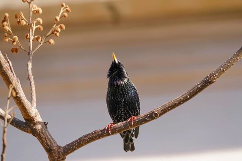Starling (Sturnus vulgaris), early March, Germany, Europe