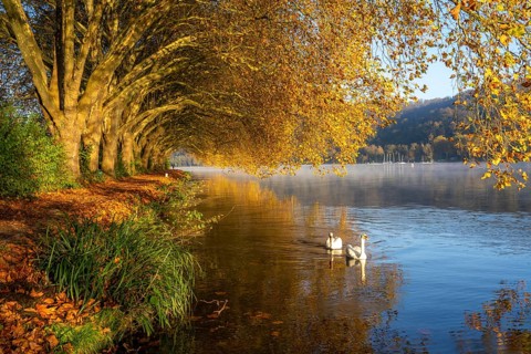 Autumnal colours at the Platanen Allee, Hardenberg Ufer, lakeside path at Lake Baldeney, near Haus
