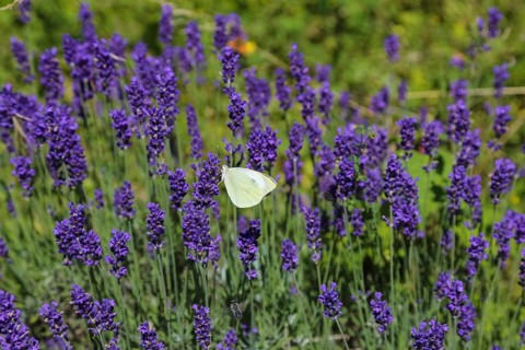 Lavender (Lavandula angustifolia), Cabbage butterfly (Pieris brassicae), butterfly, butterfly,