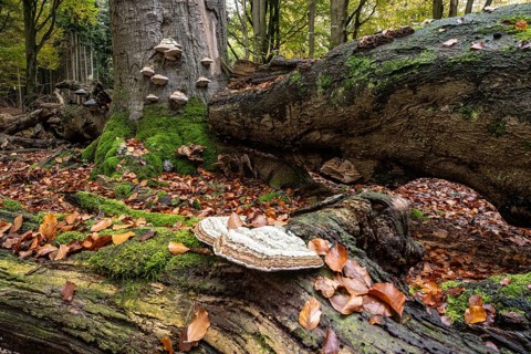 Tinder fungus (Fomes fomentarius) on beech deadwood, Emsland, Lower Saxony, Germany, Europe