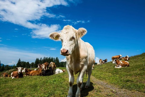 Dairy cows in front of a blue sky, Herzogenhorn, Southern Black Forest, Black Forest, Germany,