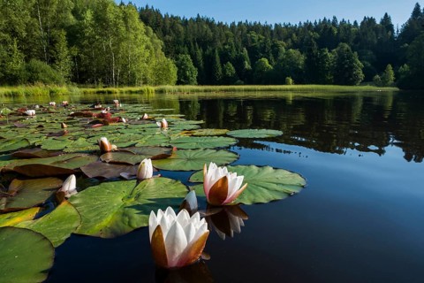Klosterweiher, Dachsberg, Hotzenwald, Southern Black Forest, Black Forest, Baden-Württemberg,
