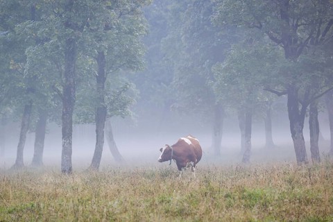 A Holstein Friesian cow stands grazing on a meadow with trees on a foggy day. Eng Valley, Austria,