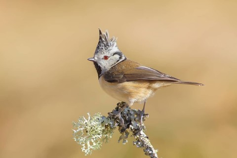 Crested Tit (Parus Scalloped ribbonfish) sitting on a thin branch covered with lichen, Wildlife,