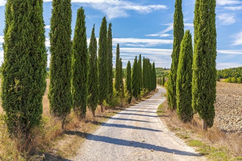 Avenue of cypress trees (Cupressus sempervirens) near Siena, Tuscany, Italy, Europe