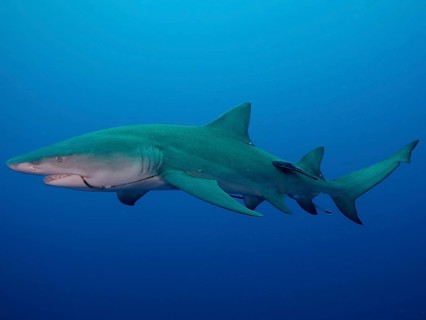 Side view of a lemon shark (Negaprion brevirostris) with a fishhook in its mouth, gliding through
