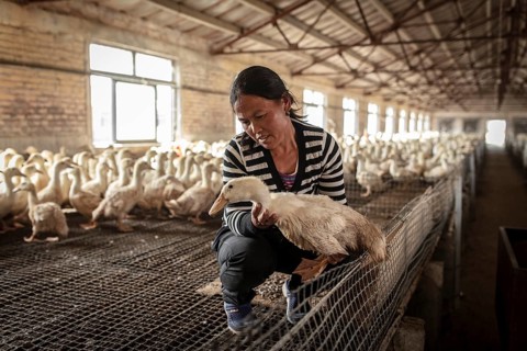 Labourer Ma Jian Hui, the workers live in the respective buildings where the ducks are kept, a