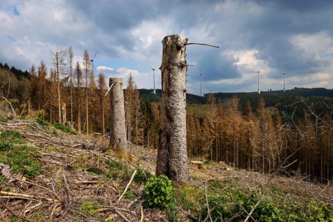 27.04.2022, Hilchenbach, North Rhine-Westphalia, Germany, Forest dieback in the Siegen-Wittgenstein